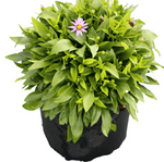 Aster Kickin Carmine Plant 3Inches Pot Purple Flower Aster Live Plant Onsale Ht7 Best