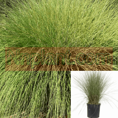 Muhlenbergia Rigens Deergrass Meadow Muhly Plant Muhlenbergia Rigens Grass Perennial 5Gallon Live Plant Fr7Ht7 Best