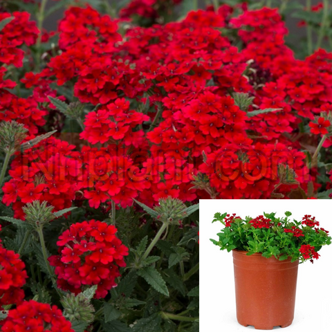 Verbena Firehouse Red Plant 1Gallon Pot Verbena Peruviana Red Live Plant Outdoor