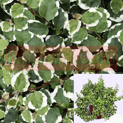 Creeping Fig Variegated 6Inches Pot Indoor Houses Air Purifying Vine Live Plant Ht7
