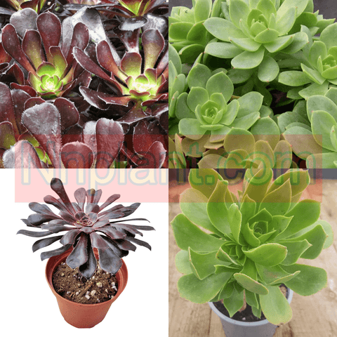 Combo Of 2 Succulent Drought Tolerant Rose Black Rose Green Succulent Drought Tolerant Plant 4Inches Pot Live Plant Ht7