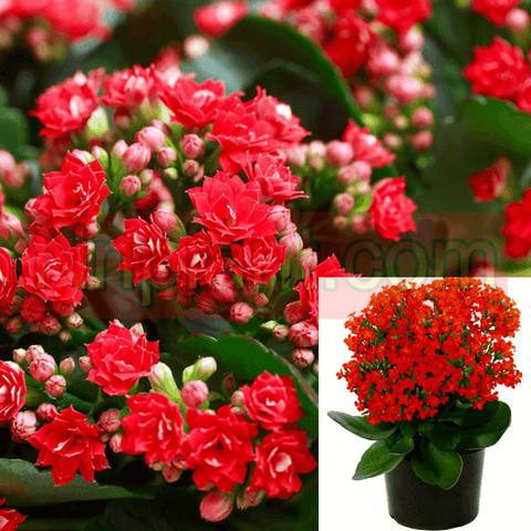 Kalanchoe Double Red Flower Plant 1Gallon Kalanchoe Blossfeldiana Red Plant Succulent Drought Tolerant Live Plant Ht7 Best