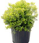 Ilex Vom Nana 5Gallon Dwarf Ilex Vomitoria Nana 5Gallon Dwarf Yaupon Holly Live Plant Frgr7