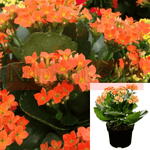 Kalanchoe Orange Plant 8-16In 1Gallon Flaming Katy Christmas Kalanchoe Plant Succulent Live Plant Ht7 Best