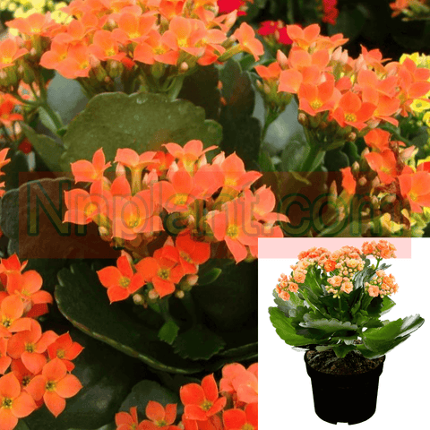 Kalanchoe Orange Plant 8-16In 1Gallon Flaming Katy Christmas Kalanchoe Plant Succulent Live Plant Ht7 Best