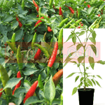 Pepper Cultivar Serrano Pepper Plant 1Gallon Hot Chili Pepper Plant Chili Green Pepper R Ht7 Best