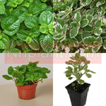 Combo Of 2 Creeping Ivy Swedish Ivy Variegated Plant Plectranthus Swedish Begonia creeping similar to Creeping Charlie Plant 4Inches Pot Ht7