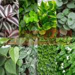 20Cuttings 4Types of Jew White Velvet Bolivian Wandering Jew Boston Ivy English Plant Not Rooted