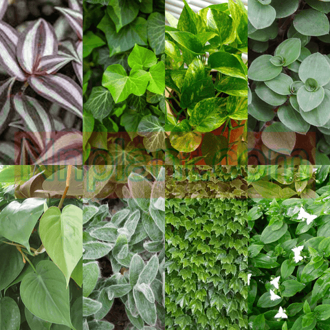 20 Cuttings 4Types of Jew White Velvet Bolivian Wandering Jew Boston Ivy English Plant Not Rooted