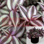Purple Wandering Jew Flowering 1Gallon Hanging Plant Wandering Jew Plant Striped Wander Live Plant Ht7 Best