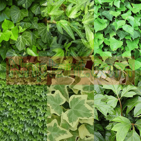 20 Cuttings Mix 5 Types Ivy English Needlepoint Ivy Algerian Ivy Boston Ivy Plant Not Rooted