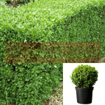 Buxus Sempervirens 1 Gallon Common Box European Boxwood English Bux