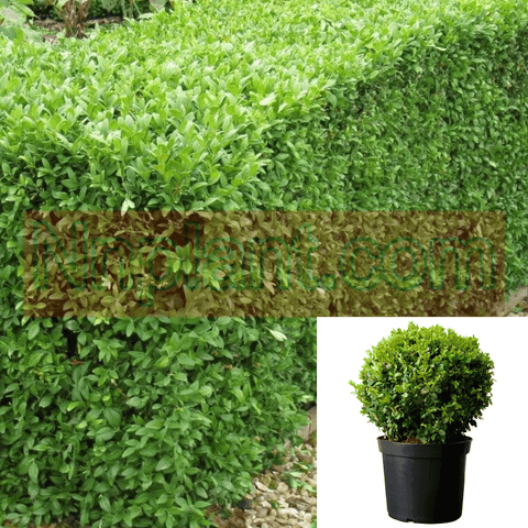 Buxus Sempervirens 1 Gallon Common Box European Boxwood English Bux