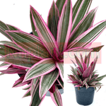 Rhoeo Tricolor 1 Gallon Plant Rhoeo Dwarf Oyster Discolor Pink White Succulent Purple Plant Moses In Cradle Dwarf Boat Li