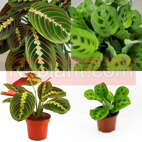 Combo Of 2 Prayer 4Inches Pot Green Prayer Plant Prayer Red Plant Indoor Live Plant Ht7