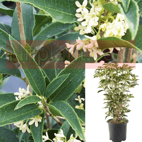 Osmanthus Fragrans 1 Gallon Sweet Olive Plant Tree Form Plant Pot Outdoor Live Plant MR7