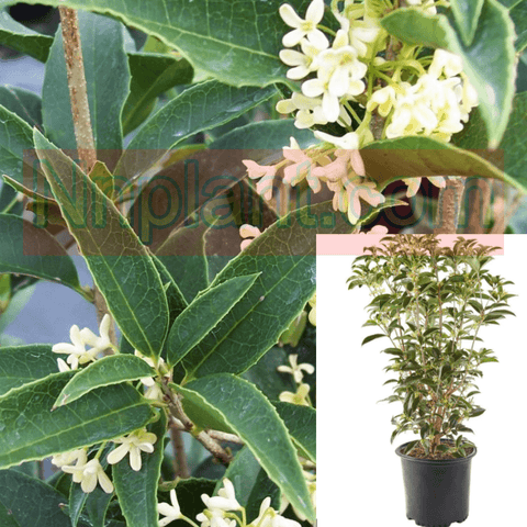 Osmanthus Fragrans 1Gallon Sweet Olive Tree Form Plant Pot Outdoor Live Plant Fr7 Ht7