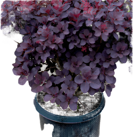 Cotinus Coggygria Royal Purple 1Gallon Plant Cogg Royal Plant Purple Smoke Tree Live Plant Mr7