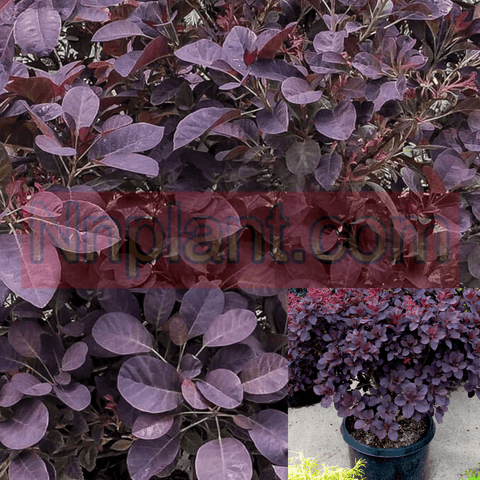 Cotinus Coggygria Royal Purple 1Gallon Plant Cogg Royal Plant Purple Smoke Tree Live Plant Mr7