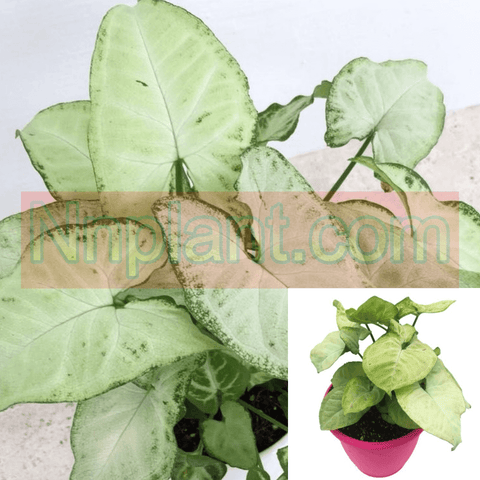 Arrowhead White Plant 6Inches Pot Syngonium Podophyllum Plant Butterfly Allusion White Plant Premium House Live Plant Ht