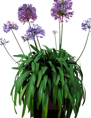 Agapanthus Africanus Peter Pan 5Gallon Agapanthus Africanus Peter Pan Dwarf Lily Plant Dwarf Blue Agapanthus Africanus L