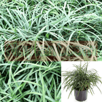 Grass Ophiopogon Japonicus 1Gallon Plant Ophiopogon Japonicus Nigrens Plant Dwarf Mondo Grass Gg7