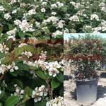 Cotoneaster Mic Lowfast 5Gallon Bearberry Cotoneasters White Live Plant Fr7