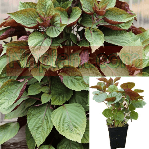 Japanese Perilla Red Leaf Shiso 4Inches Pot Plant Perilla Frutescens Var Crispa Ht7