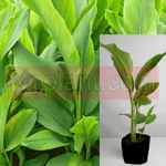 Organic Turmeric Ginger Plant Curcumin Longa Rhizomes Root Tree 1Gallon Ht7