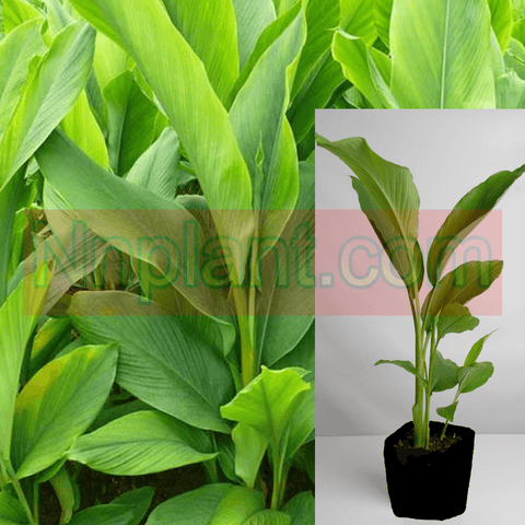 Organic Turmeric Ginger Plant Curcumin Longa Rhizomes Root Tree 1Gallon Ht7