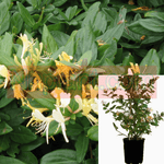 Japanese Honeysuckle Lonicera Jap Purpurea Yellow Vine Flower 3Gallon 3Ft Tall Ht7