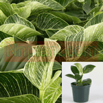 Philodendron Birkin Plant Philodendron White Wave 4Inches Pot Premium Houselive 
