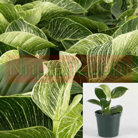 Philodendron Birkin Plant Philodendron White Wave 4Inches Pot Premium Houselive Ht7 Best