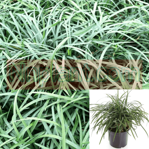 Ophiopogon Japonicus Nigrens 1Gallon Plant Ophiopogon Japonicus Nigrens Plant Dwarf Mondo Grass Fr7