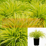 Hakonechloa Macra All Gold 1Gallon Plant Golden Japanese Forest Grass Live Plant Outdoor Plant Grass Ho7