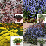 Combo Of 4 Ground Cover Plant 3Inches Pot Random Picks Achillea Little Moonshine & Ajuga Chocolate Chip Plant Ht7