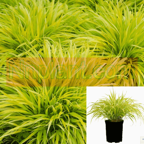 Hakonechloa Macra All Gold 1Gallon Plant Golden Japanese Forest Grass Live Plant Outdoor Plant Grass Gg7