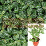 Pilea Aluminum Silver Pilea Indoor 6Inches Pot Foliage Live Plant Watermelon Pil Ht7 Best