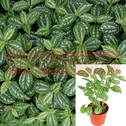 Pilea Aluminum Silver Pilea Indoor 6Inches Pot Foliage Live Plant Watermelon Pil Ht7 Best