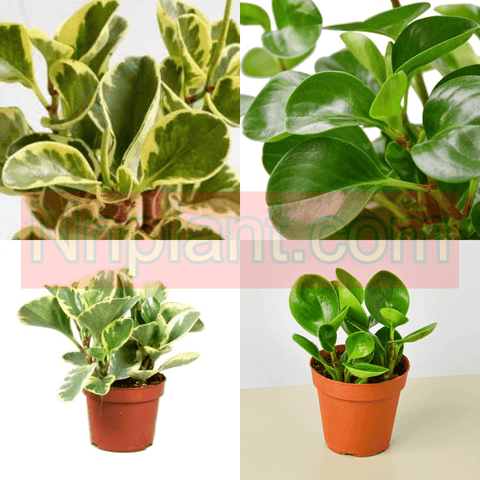 Combo Of 2 Peperomia Plant 4Inches Pot Peperomia Thai Plant Peperomia Variegated Plant Indoor Live Plant Ht7
