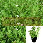 Rau Dang 4Inches Pot Plant Prostrate Knotweed Plant Polygonum Aviculare Live Plant Ht7