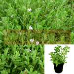 Rau Dang 4Inches Pot Plant Prostrate Knotweed Plant Polygonum Aviculare Live Plant Ht7