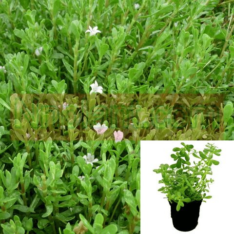 Rau Dang 4Inches Pot Plant Prostrate Knotweed Plant Polygonum Aviculare Live Plant Ht7 Best
