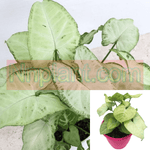 Arrowhead White Plant 4Inches Pot Syngonium Podophyllum Plant Butterfly Allusion White Plant Premium ht7