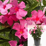 Mandevilla Red Rock Trumpet Vine Red Sun Patrols 3Gallon Mandevilla Crimson List Themerocallis Hemm Live Plant Bell Ht7