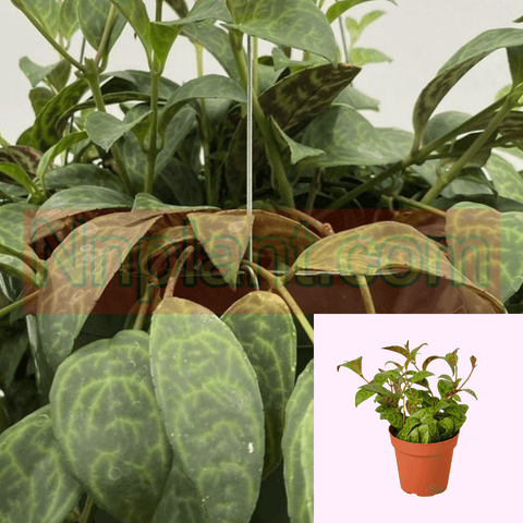 Lipstick Black Pagoda Plant Care Guide 4Inches Pot Plant Aeschynanthus Radicans Ht7 Best