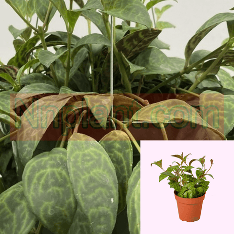 Lipstick Black Pagoda Plant Care Guide 4Inches Pot Plant Aeschynanthus Radicans Ht7 Best