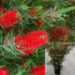 Callistemon Viminalis Little John 5Gallon Bottlebrush Red Pink Live Plant