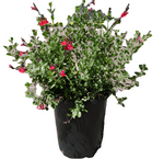 Salvia Hot Lips 5Gallon Salvia Yard Bi Colored Blooms Sage Red White 5Gallon Live Plant Frgr7A