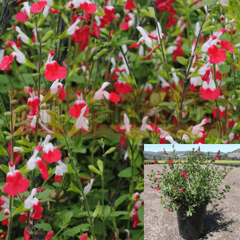 Salvia Hot Lips 5Gallon Salvia Yard Bi Colored Blooms Sage Red White 5Gallon Live Plant Frgr7A
